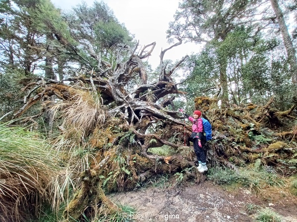 【宜蘭大同】散落的珍珠加羅湖