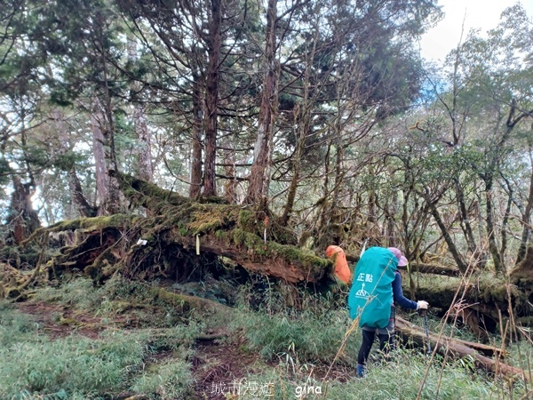 【宜蘭大同】散落的珍珠加羅湖