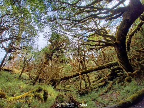 【宜蘭大同】散落的珍珠加羅湖