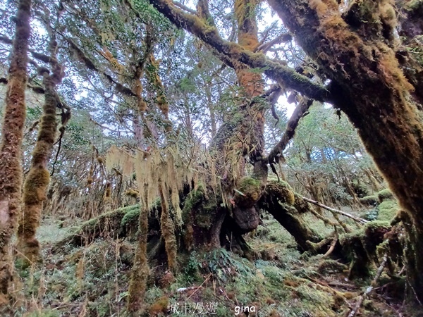 【宜蘭大同】散落的珍珠加羅湖