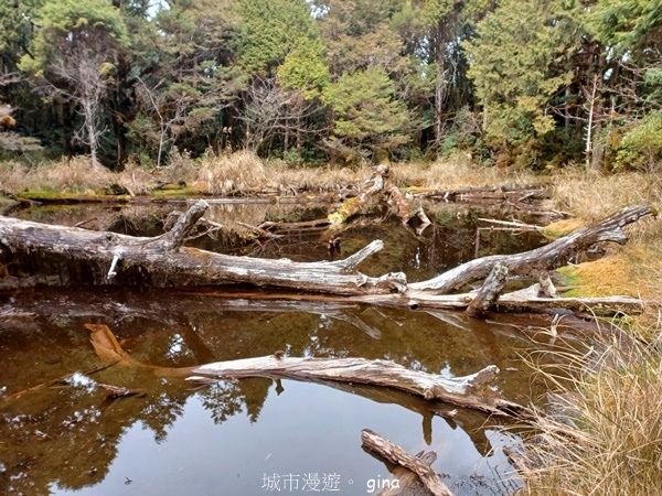 【宜蘭大同】散落的珍珠加羅湖