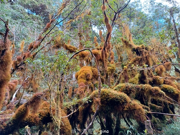 【宜蘭大同】散落的珍珠加羅湖