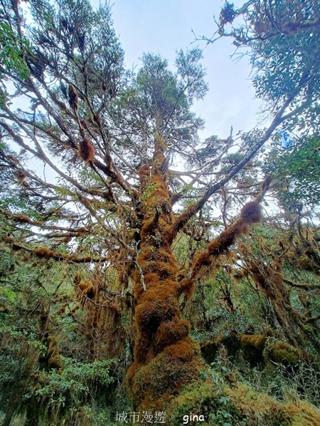 【宜蘭大同】散落的珍珠加羅湖