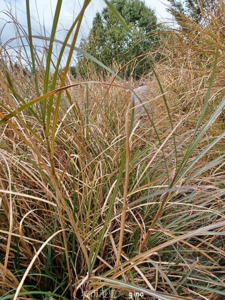 【宜蘭大同】散落的珍珠加羅湖