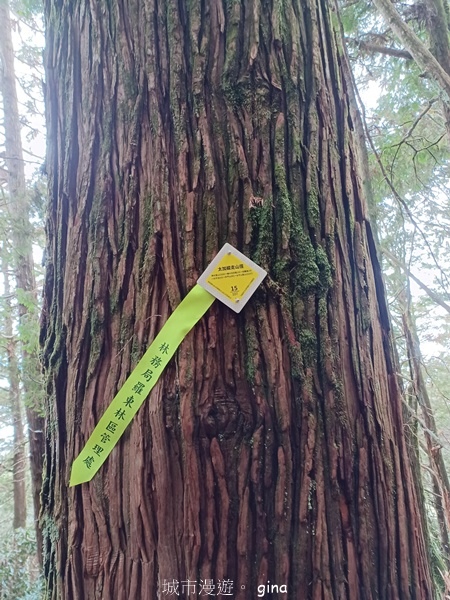 【宜蘭大同】散落的珍珠加羅湖