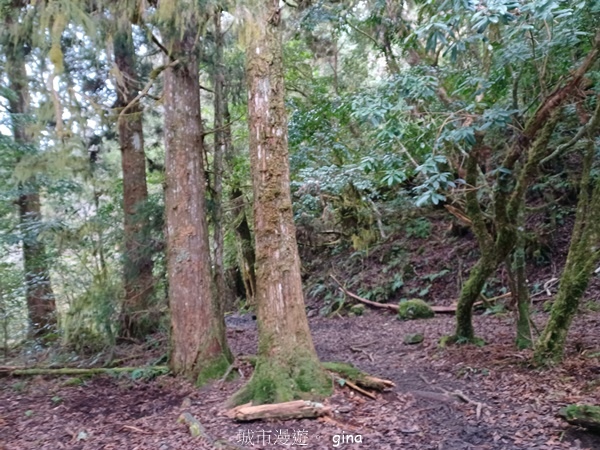 【宜蘭大同】散落的珍珠加羅湖