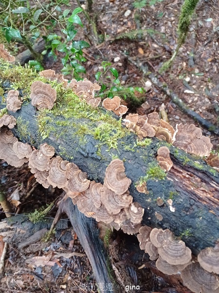 【宜蘭大同】散落的珍珠加羅湖