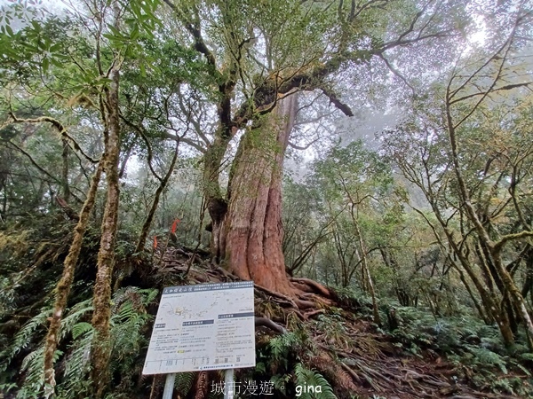 【宜蘭大同】散落的珍珠加羅湖