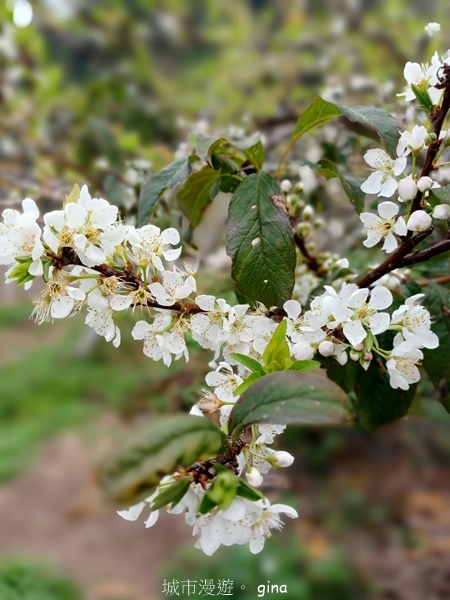 【台中后里】台中后里~后里鳳凰山觀音山步道~