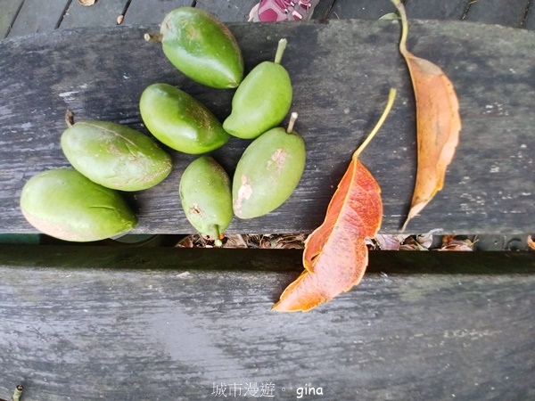 【台中后里】台中后里~后里鳳凰山觀音山步道~