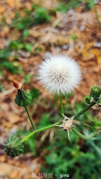【台中后里】台中后里~后里鳳凰山觀音山步道~