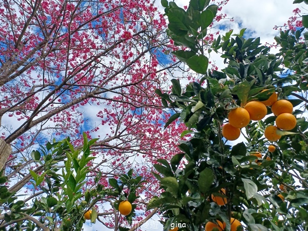【台中后里】台中后里~后里鳳凰山觀音山步道~