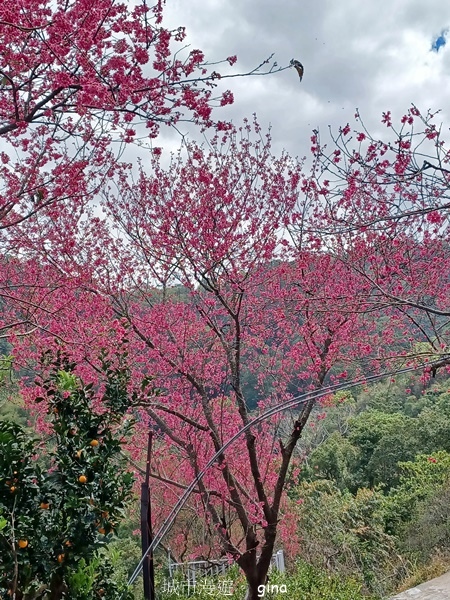 【台中后里】台中后里~后里鳳凰山觀音山步道~