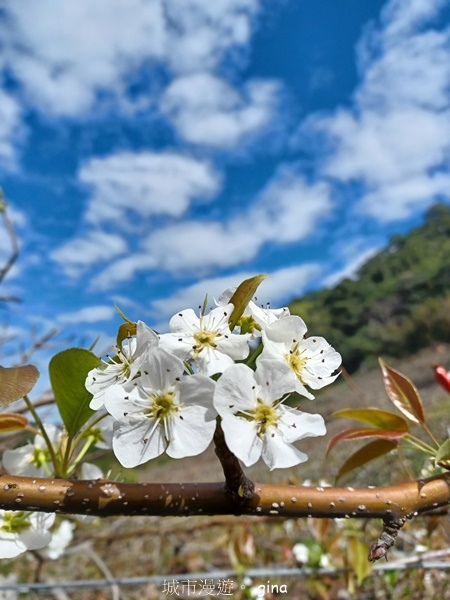 【台中后里】台中后里~后里鳳凰山觀音山步道~