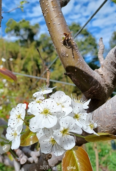 【台中后里】台中后里~后里鳳凰山觀音山步道~