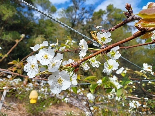 【台中后里】台中后里~后里鳳凰山觀音山步道~