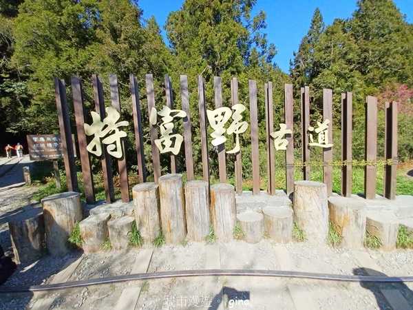 【嘉義阿里山鄉】清悠靜謐鳥語聲。 特富野古道~自忠特富野達邦