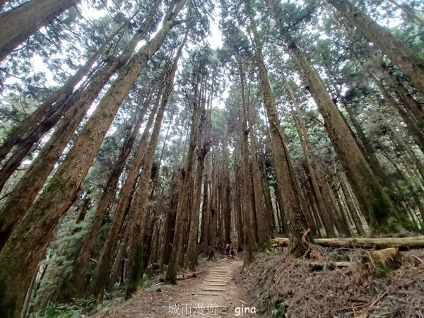 【嘉義阿里山鄉】清悠靜謐鳥語聲。 特富野古道~自忠特富野達邦