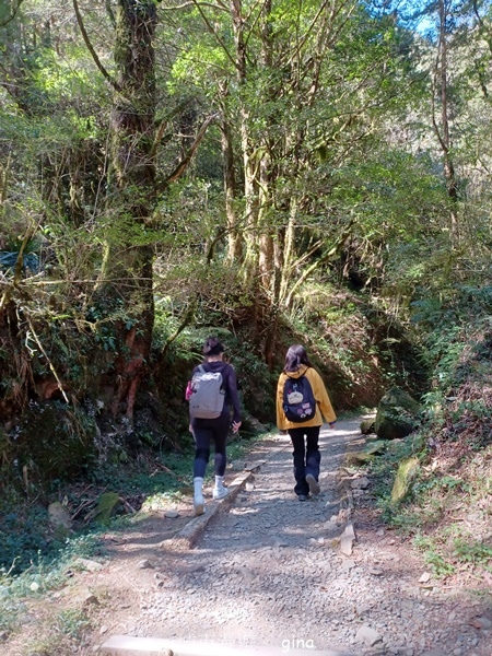 【嘉義阿里山鄉】清悠靜謐鳥語聲。 特富野古道~自忠特富野達邦