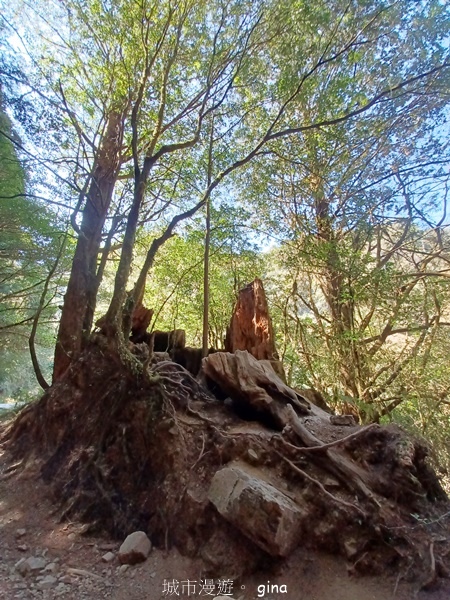 【嘉義阿里山鄉】清悠靜謐鳥語聲。 特富野古道~自忠特富野達邦