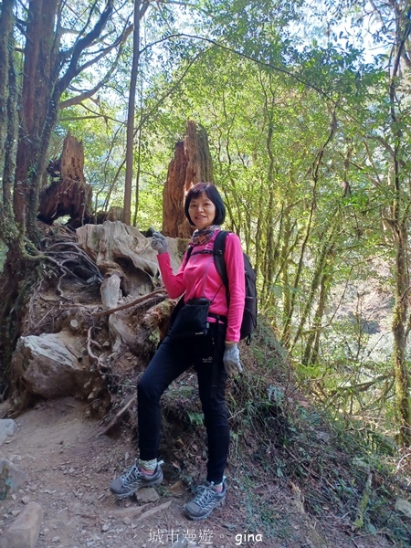 【嘉義阿里山鄉】清悠靜謐鳥語聲。 特富野古道~自忠特富野達邦