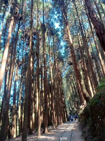 【嘉義阿里山鄉】清悠靜謐鳥語聲。 特富野古道~自忠特富野達邦