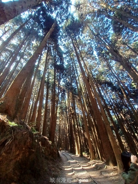 【嘉義阿里山鄉】清悠靜謐鳥語聲。 特富野古道~自忠特富野達邦