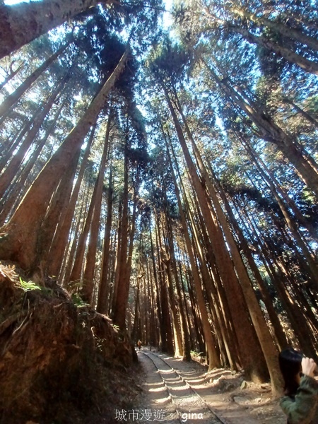 【嘉義阿里山鄉】清悠靜謐鳥語聲。 特富野古道~自忠特富野達邦