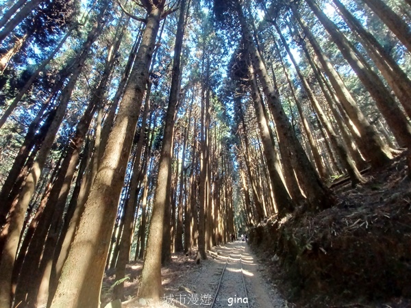 【嘉義阿里山鄉】清悠靜謐鳥語聲。 特富野古道~自忠特富野達邦