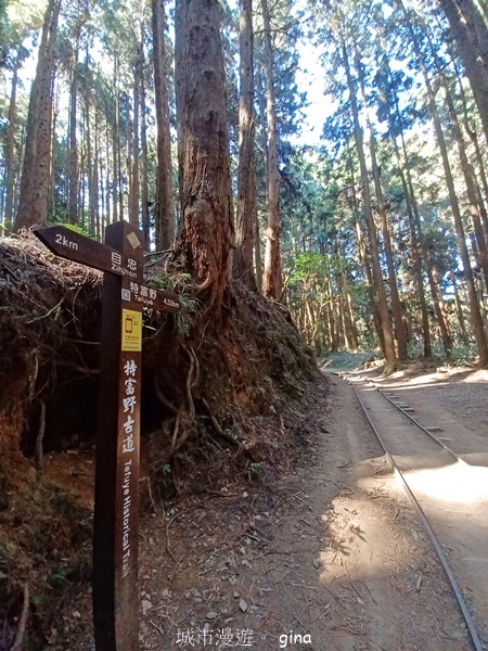 【嘉義阿里山鄉】清悠靜謐鳥語聲。 特富野古道~自忠特富野達邦