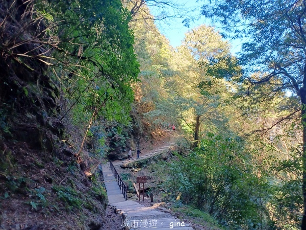 【嘉義阿里山鄉】清悠靜謐鳥語聲。 特富野古道~自忠特富野達邦