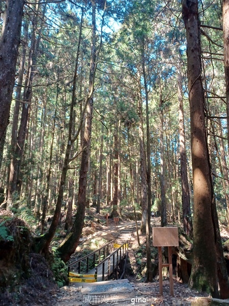 【嘉義阿里山鄉】清悠靜謐鳥語聲。 特富野古道~自忠特富野達邦