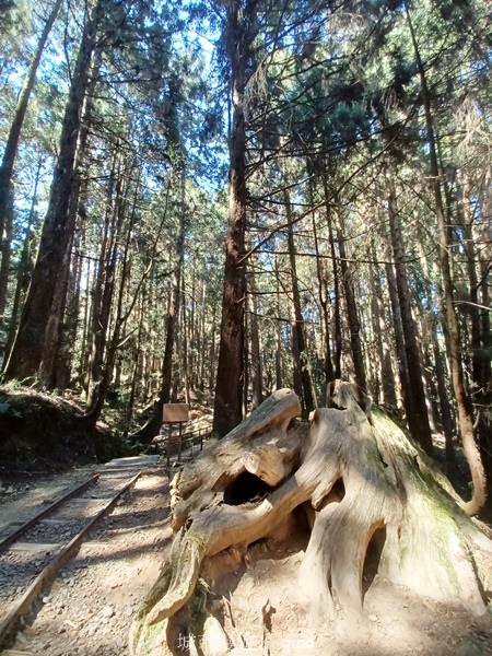 【嘉義阿里山鄉】清悠靜謐鳥語聲。 特富野古道~自忠特富野達邦