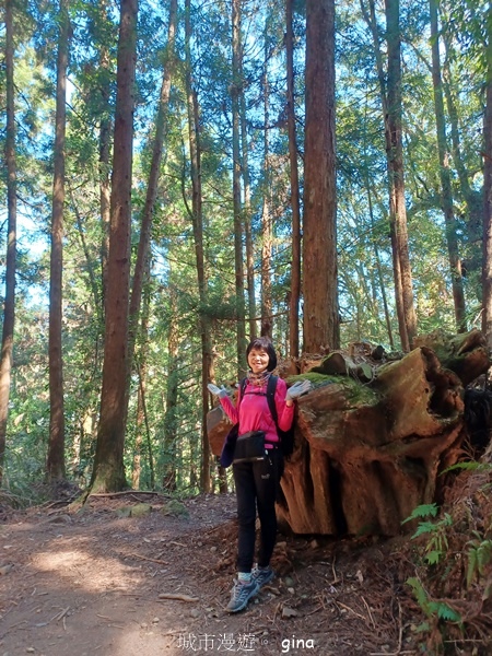 【嘉義阿里山鄉】清悠靜謐鳥語聲。 特富野古道~自忠特富野達邦