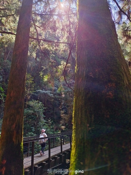 【嘉義阿里山鄉】清悠靜謐鳥語聲。 特富野古道~自忠特富野達邦