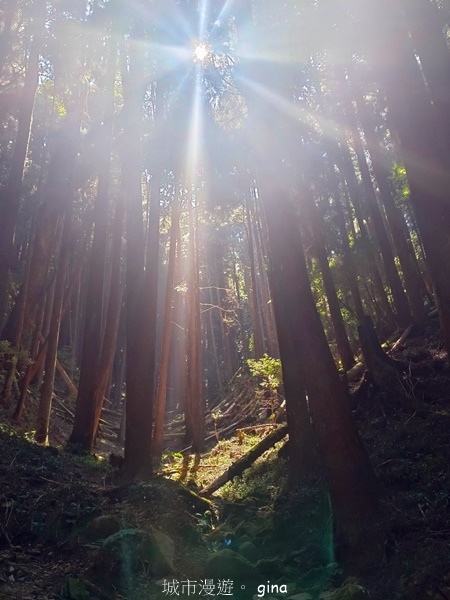 【嘉義阿里山鄉】清悠靜謐鳥語聲。 特富野古道~自忠特富野達邦