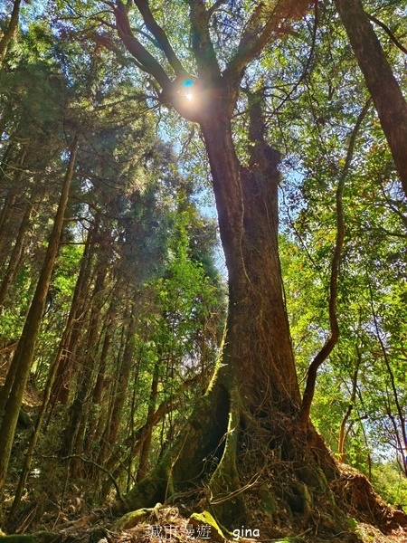 【嘉義阿里山鄉】清悠靜謐鳥語聲。 特富野古道~自忠特富野達邦