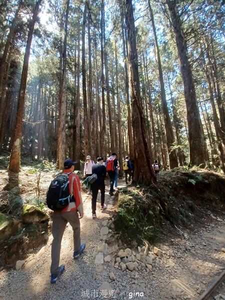 【嘉義阿里山鄉】清悠靜謐鳥語聲。 特富野古道~自忠特富野達邦