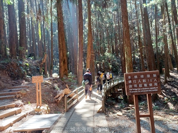 【嘉義阿里山鄉】清悠靜謐鳥語聲。 特富野古道~自忠特富野達邦