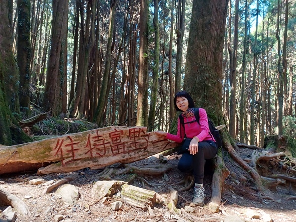 【嘉義阿里山鄉】清悠靜謐鳥語聲。 特富野古道~自忠特富野達邦