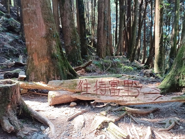 【嘉義阿里山鄉】清悠靜謐鳥語聲。 特富野古道~自忠特富野達邦