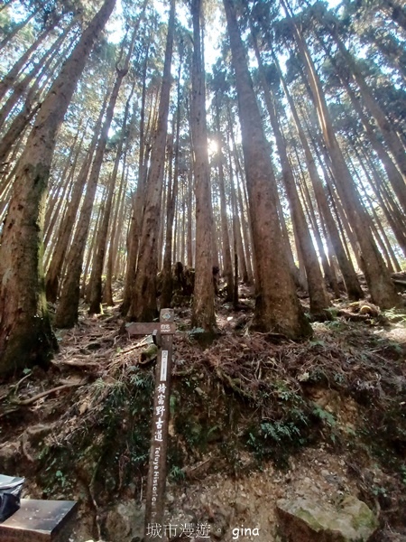 【嘉義阿里山鄉】清悠靜謐鳥語聲。 特富野古道~自忠特富野達邦