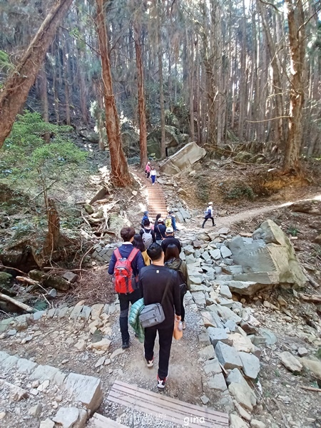 【嘉義阿里山鄉】清悠靜謐鳥語聲。 特富野古道~自忠特富野達邦