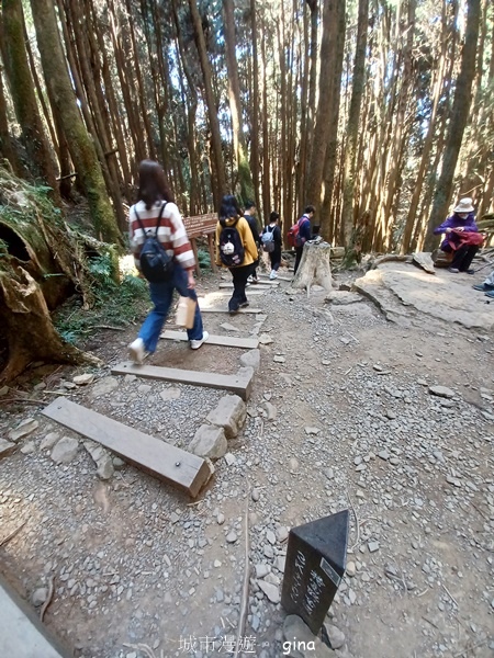 【嘉義阿里山鄉】清悠靜謐鳥語聲。 特富野古道~自忠特富野達邦