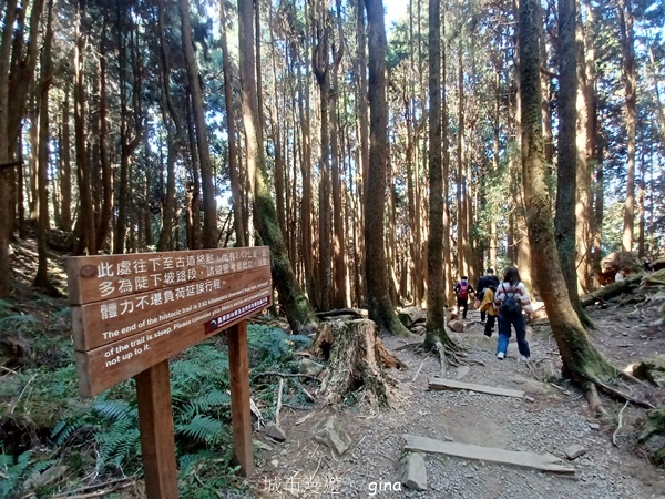 【嘉義阿里山鄉】清悠靜謐鳥語聲。 特富野古道~自忠特富野達邦