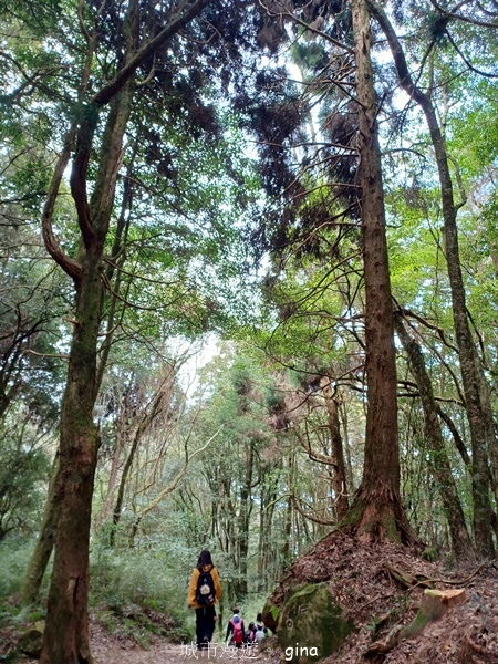 【嘉義阿里山鄉】清悠靜謐鳥語聲。 特富野古道~自忠特富野達邦