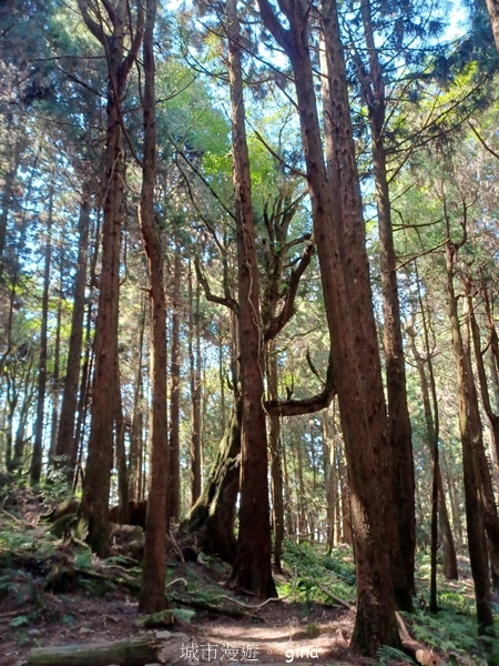 【嘉義阿里山鄉】清悠靜謐鳥語聲。 特富野古道~自忠特富野達邦