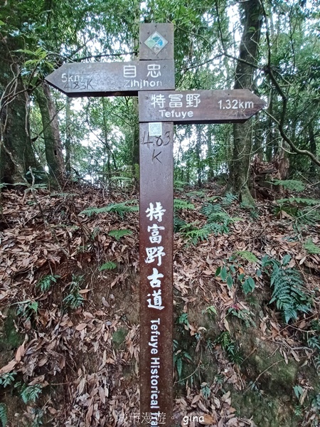 【嘉義阿里山鄉】清悠靜謐鳥語聲。 特富野古道~自忠特富野達邦