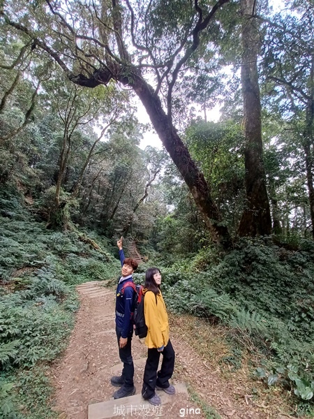 【嘉義阿里山鄉】清悠靜謐鳥語聲。 特富野古道~自忠特富野達邦
