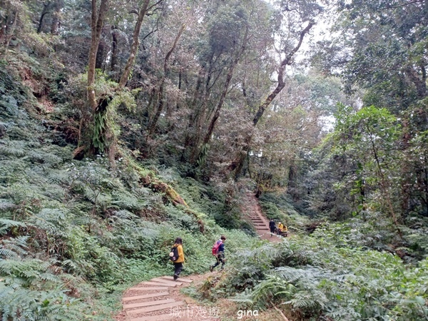 【嘉義阿里山鄉】清悠靜謐鳥語聲。 特富野古道~自忠特富野達邦